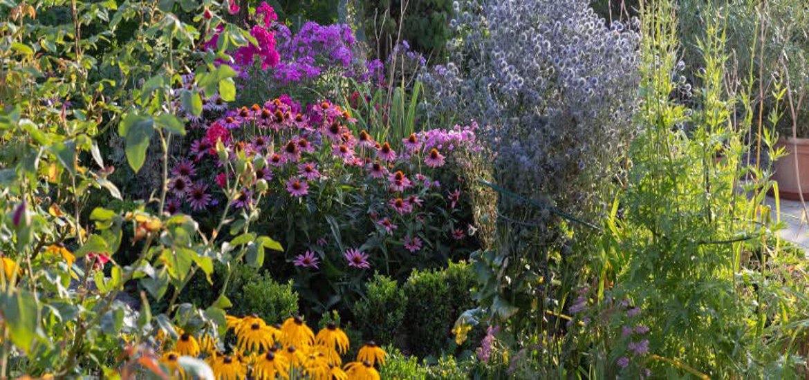 Hayloft Plants